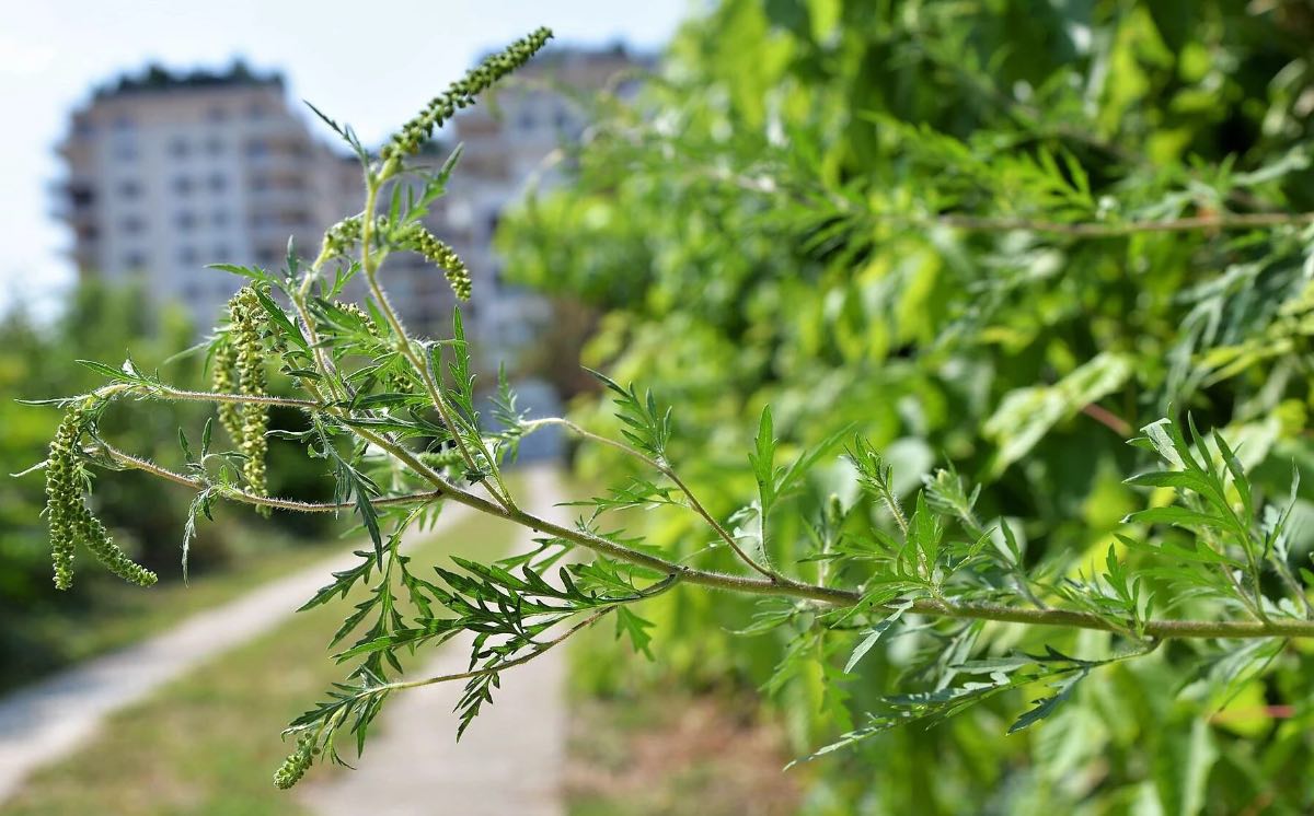 Ambrozia, coșmarul bucureștenilor! Simptomele alergiei pot fi grave! Ce spun medicii