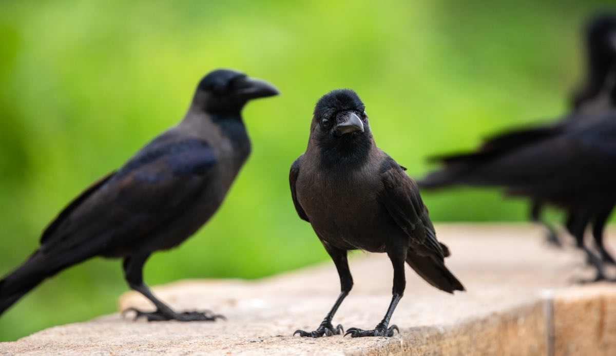 Atenție la stolurile de ciori din București! O femeie a fost atacată în timp ce se plimba cu câinele prin parcul IOR